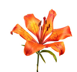 Wall Mural - Lily flower Isolated on a white background. Bud of an orange flower of a lily close-up, isolate. Floristics