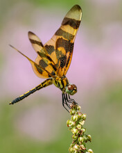 Halloween Pennant Dragonfly And Buttercups