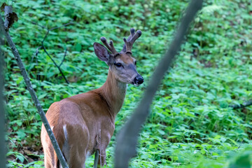 Sticker - Young white tailed deer with growing antlers in velvet. Natural scene  from  Wisconsin state park