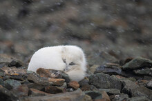 Arctic Fox Sleeping On Rocks During Snowfall