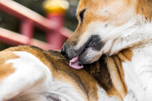 Close Up Of A Dog Licking Itself