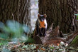 © Michal - Pine Marten (Martes martes) sediaca na dubovom pníku. kuna v dubovom lese hladajuca potravu.