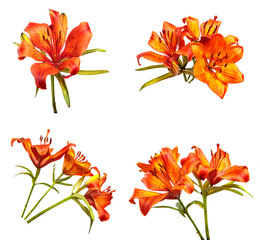 Wall Mural - Set of buds of an orange lily flower closeup, isolate. A lot of lily flowers isolated on white background. Floristics