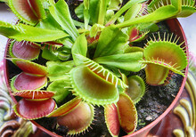 Close Up Of Venus Flytrap (Dionaea Muscipula) Carnivorous Houseplant Catches  Insects And Spiders With The Trapping Structures At The End Of The Leaves