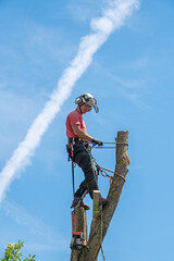 Sticker - A Tree Surgeon or Arborist standing on top of a tall tree stump using his safety ropes.