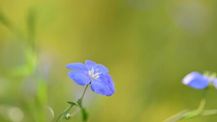 Fotomurales - Beautiful blue flax in bloom
