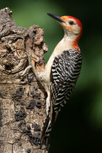 A Young Male Red-bellied Woodpecker