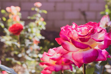 pink rose with raindrops, macro photography