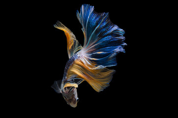 Wall Mural - Rhythmic of Betta fish, siamese fighting fish betta splendens (Halfmoon fancy  blue-yellow  betta ),isolated on black background.