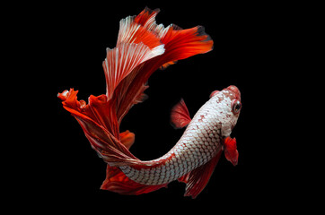 Wall Mural - Rhythmic of Betta fish, siamese fighting fish betta splendens (Halfmoon Red Dragon betta ),isolated on black background.