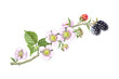 Hand drawn Pencil Illustration of a Blackberry Branch with Leaves, Flowers and Berries, Isolated on White
