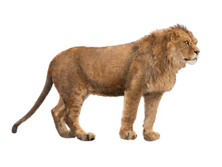 Poster - Lion isolated on a white background.