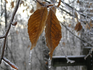 Wall Mural - Beech tree leaves coated in ice after an ice storm