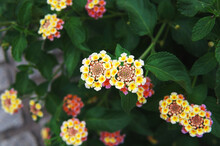 Close Up View Of A Group Of Purple, White And Yellow Lantana Camara Flowers Still In The Plant. Special Focus On The Flower In The Center Of The Frame. Taken Outdoors, On A Summer Afternoon.
