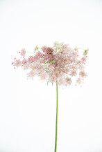 Pink Queen Anne's Lace Flower On White Background 