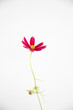 © Amanda Greene - pink cosmos on white background