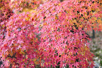 Wall Mural - The leaf change color in nature at japan