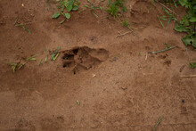 Large Dog's Paw Print On Wet Sand Close-up With Shallow Depth Of Focus