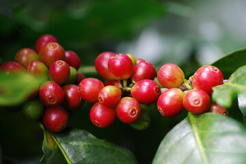 Poster - Close-up raw coffee beans or berries (cherries) grow in clusters along the coffee tree branch in organic plantation..