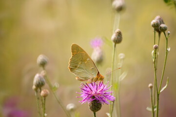 Canvas Print - Butterfly on a colored background. Natural background. Insects close-up.