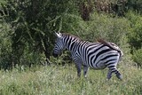 Fototapeta Sawanna - Plain Zebra / Equus quagga / in Nechisar National Park. South Ethiopia. Africa.