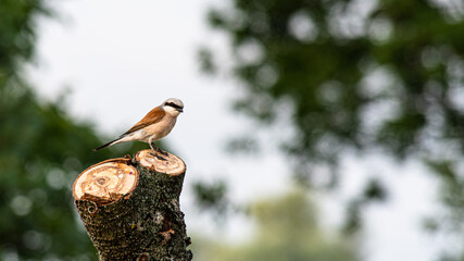 red-backed shrike, a bird sitting on a sawn tree trunk. destruction of the habitat of birds.