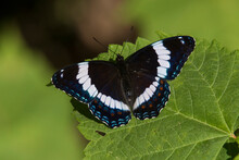 Limenitis Arthemis, The Red-spotted Purple Or White Admiral