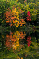 Wall Mural - Bold and vibrant fall colors reflect on a lake.