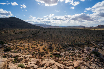 Wall Mural - A desert filled with Joshua Trees