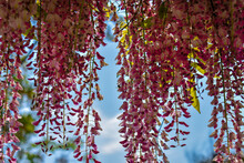 Low Angle View Of Flowering Plants Hanging On Tree