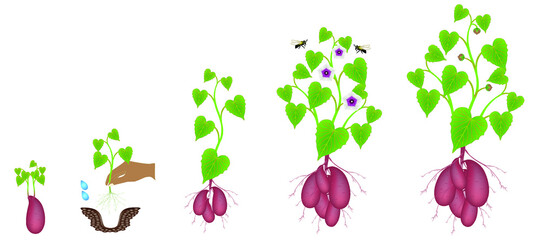 Growth cycle of sweet potato plants on a white background.