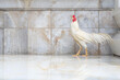 White Fighting cock on marble background . White Rooster, Cock or Fighting Chicken for Thai Game is a breed of hard feather fighting chicken, originating in Thailand
