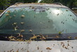 Honigtau einer Linde auf einem parkenden Auto 
