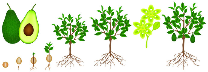 A growth cycle of a avocado plant on a white.