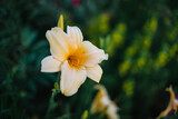 Fototapeta Londyn - Kwitnący liliowiec