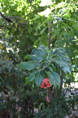 Sticker - Selective focus shot of a red flower on the branch of a tree in a forest during the daytime