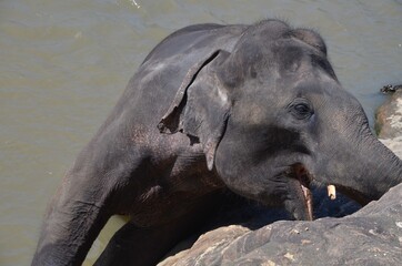 Poster - Dark-colored elephant by the river captured during the daytime