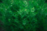 Fototapeta Londyn - Zielone łodygi kwiatów