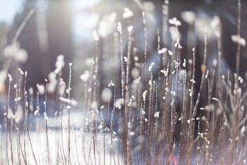 Wall Mural - Selective focus closeup shot of dried grass with snowflakes on it