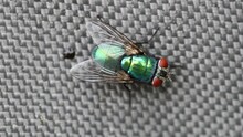 Closeup Of A Green Bottle Fly Under The Lights With A Blurry Background