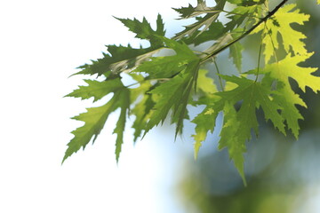 Sticker - close-up natural green leaves of a tree in summer sunlight