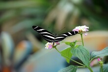 Selective Focus Shot Of A Zebra Longwing Butterfly With Open Wings On A Light Pink Flower