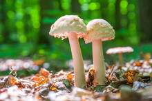 Two Young Mushrooms Grow In The Forest. Edible Blusher Fungi Amanita Rubescens
