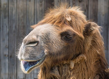 Camel Head Close Up