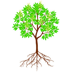 Wall Mural - lychee tree with flowers and roots on a white background.