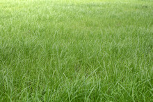 Pasture,  Grass Field. Green Grass Background Of Garden Lawn. Natural Yard Landscape Background, Fresh Green Grass Texture