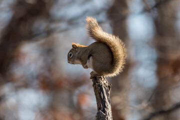 Red squirrel perched atop a small branch with blurred brown forest background