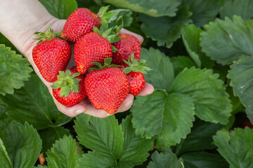 Hands of farmer holding freshly picked strawberries. handful of fresh strawberries over the field with leaves and unripe berries. Concept of vegetarian dieting, raw food ingredients, healthy.