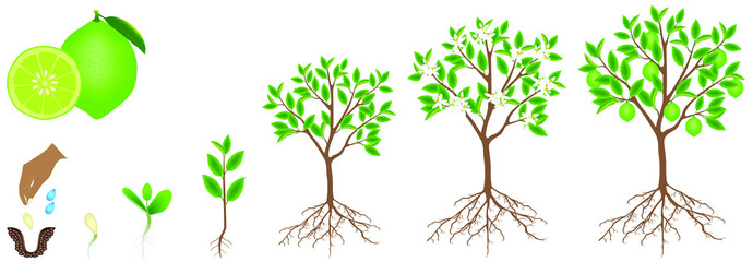 Wall Mural - Cycle of growth of a lime plant on a white background.