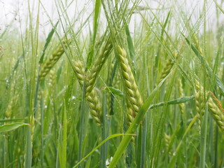 Wall Mural - green spikelets of wheat in a farmer's field. poster. 4K